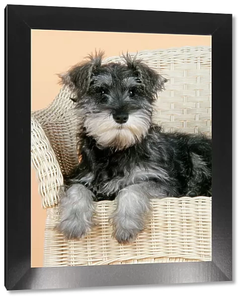 DOG. Schnauzer puppy in wicker chair