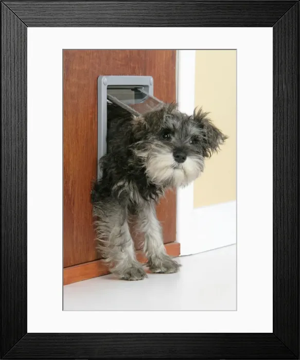 Framed Print : DOG. Schnauzer puppy coming through cat flap Framed Print : DOG. Schnauzer puppy coming through cat flap