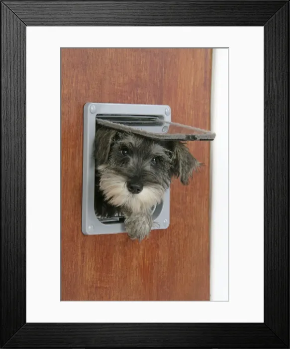 Framed Print : DOG. Schnauzer puppy coming through cat flap Framed Print : DOG. Schnauzer puppy coming through cat flap