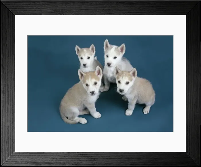 Framed Print : DOG. husky puppies (7 weeks old ) Framed Print : DOG. husky puppies (7 weeks old )