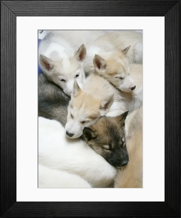 Framed Print : DOG. husky puppies (7 weeks old) asleep together Framed Print : DOG. husky puppies (7 weeks old) asleep together