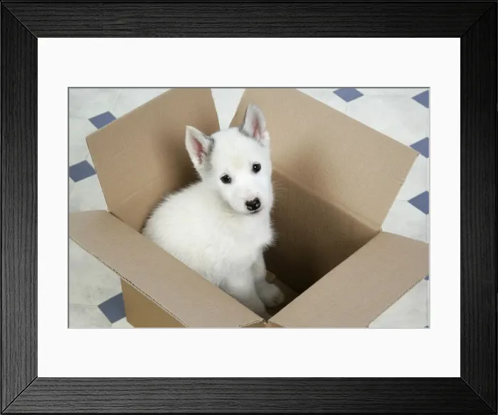 Framed Print : DOG. husky puppy (7 weeks old ) in a box Framed Print : DOG. husky puppy (7 weeks old ) in a box