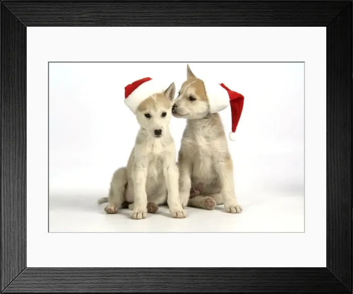 Framed Print : DOG. husky puppies (7 weeks old ) with Christmas hats Framed Print : DOG. husky puppies (7 weeks old ) with Christmas hats