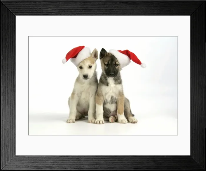 Framed Print : DOG. husky puppies (7 weeks old ) with Christmas hats Framed Print : DOG. husky puppies (7 weeks old ) with Christmas hats