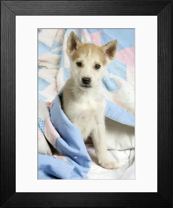 Framed Print : DOG. husky puppy (7 weeks old ) under bed covers Framed Print : DOG. husky puppy (7 weeks old ) under bed covers