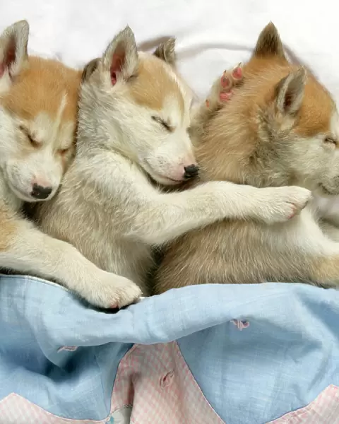 DOG. husky puppies (7 weeks old) asleep in bed