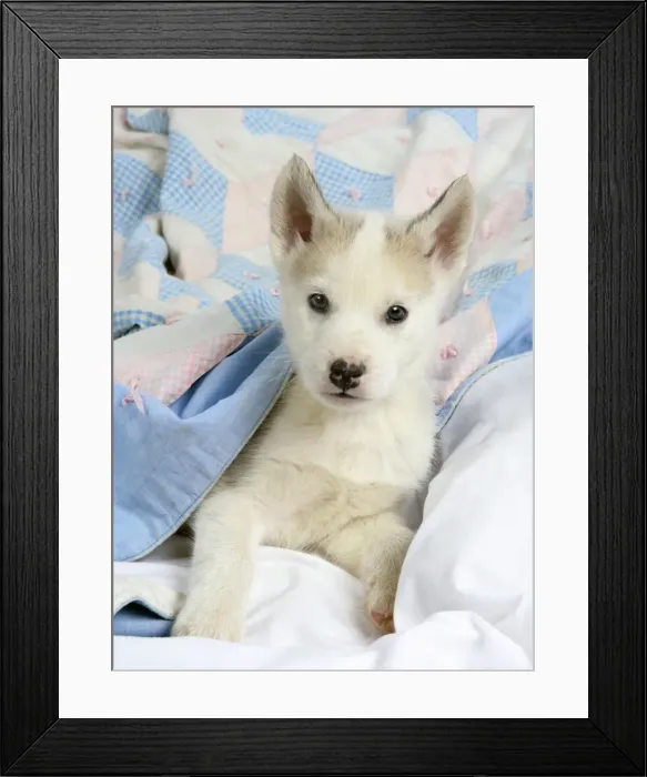 Framed Print : DOG. husky puppy (7 weeks old ) under bed covers Framed Print : DOG. husky puppy (7 weeks old ) under bed covers