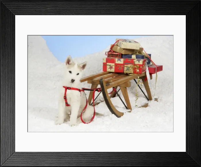 Framed Print : DOG. husky puppy (7 weeks old) with sledge & Christmas gifts Framed Print : DOG. husky puppy (7 weeks old) with sledge & Christmas gifts