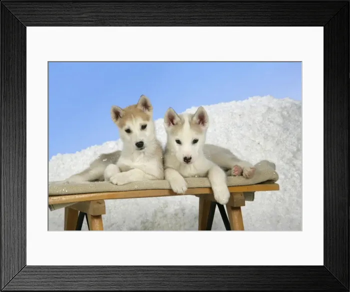 Framed Print : DOG. husky puppies (7 weeks old ) on a sledge Framed Print : DOG. husky puppies (7 weeks old ) on a sledge