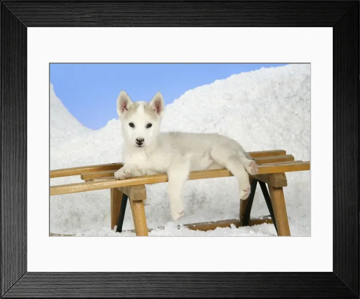 Framed Print : DOG. husky puppy (7 weeks old ) on a sledge Framed Print : DOG. husky puppy (7 weeks old ) on a sledge