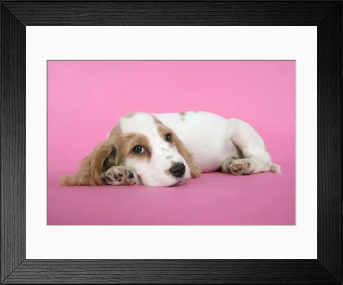 Framed Print : DOG. Cocker Spaniel puppy Framed Print : DOG. Cocker Spaniel puppy