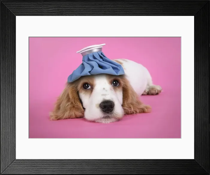 Framed Print : DOG. Cocker Spaniel puppy - with cold compress on head manipulated - compress added Framed Print : DOG. Cocker Spaniel puppy - with cold compress on head manipulated - compress added