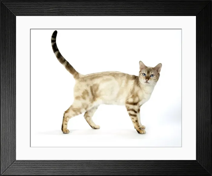 Framed Print : CAT. Snow Marble blue-eyed Bengal Framed Print : CAT. Snow Marble blue-eyed Bengal