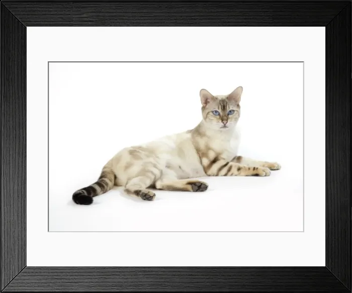 Framed Print : CAT. Snow Marble blue-eyed Bengal Framed Print : CAT. Snow Marble blue-eyed Bengal