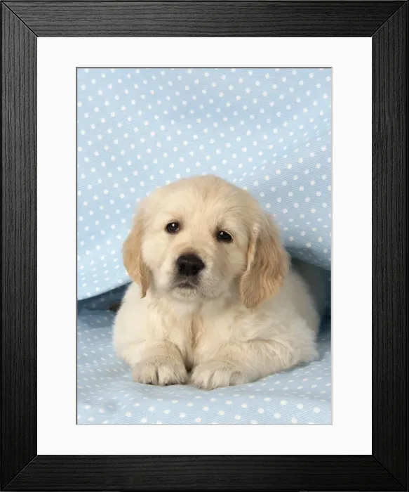 Framed Print : Dog. Golden Retriever puppy (6 weeks) lying under blanket Framed Print : Dog. Golden Retriever puppy (6 weeks) lying under blanket