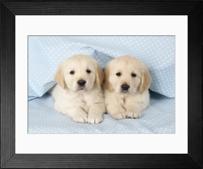 Framed Print : Dog. Golden Retriever puppies (6 weeks) lying down Framed Print : Dog. Golden Retriever puppies (6 weeks) lying down