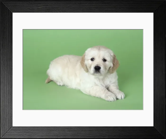 Framed Print : Dog. Golden Retriever puppy (6 weeks) lying down Framed Print : Dog. Golden Retriever puppy (6 weeks) lying down