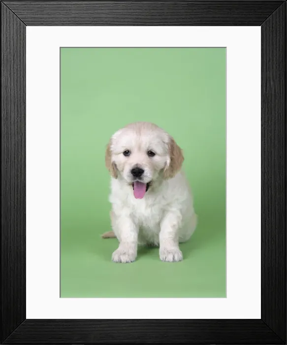 Framed Print : Dog. Golden Retriever puppy (6 weeks) sitting down sticking tongue out Framed Print : Dog. Golden Retriever puppy (6 weeks) sitting down sticking tongue out