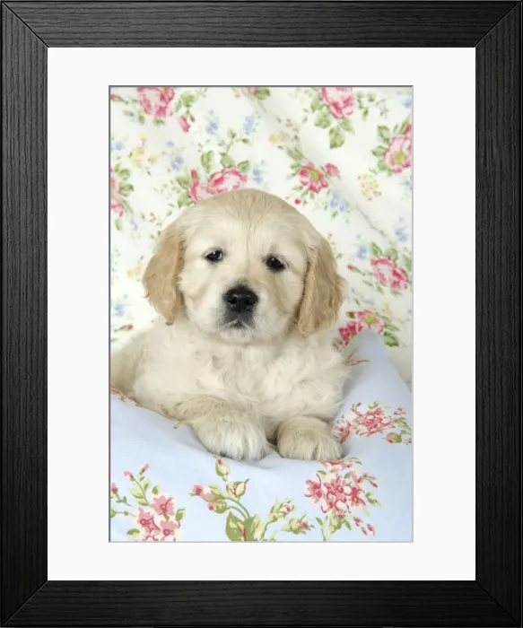 Framed Print : Dog. Golden Retriever puppy (6 weeks) lying on floral cloth Framed Print : Dog. Golden Retriever puppy (6 weeks) lying on floral cloth
