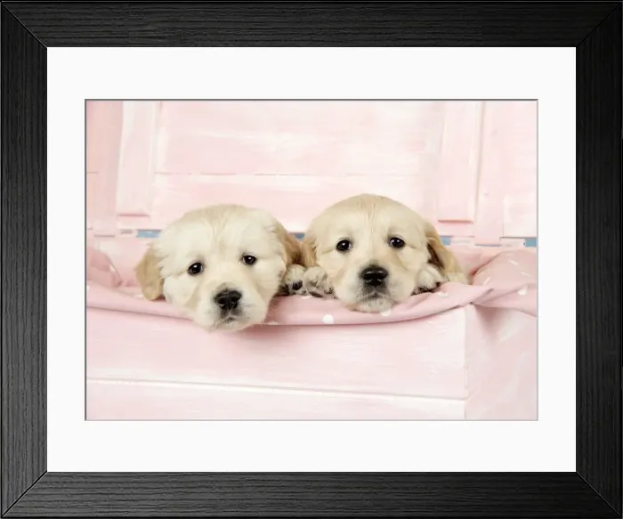 Framed Print : Dog. Golden Retriever puppies (6 weeks) sitting in pink box Framed Print : Dog. Golden Retriever puppies (6 weeks) sitting in pink box