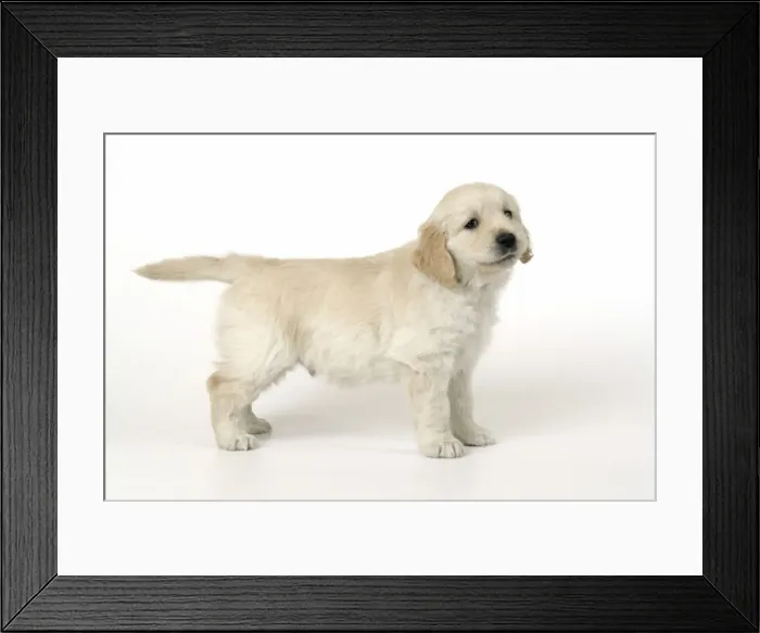 Framed Print : Dog. Golden Retriever puppy (6 weeks) Framed Print : Dog. Golden Retriever puppy (6 weeks)