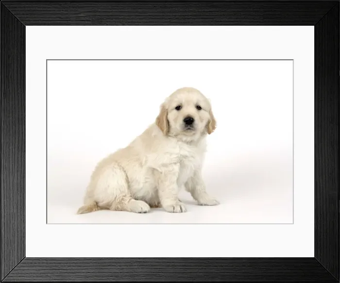 Framed Print : Dog. Golden Retriever puppy (6 weeks) sitting down Framed Print : Dog. Golden Retriever puppy (6 weeks) sitting down