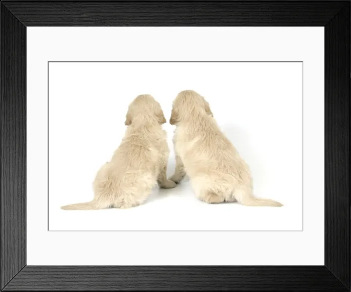 Framed Print : Dog. Golden Retriever puppies (6 weeks) rear view Framed Print : Dog. Golden Retriever puppies (6 weeks) rear view