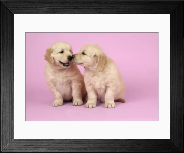 Framed Print : Dog. Golden Retriever puppies (6 weeks old) sitting down together Framed Print : Dog. Golden Retriever puppies (6 weeks old) sitting down together