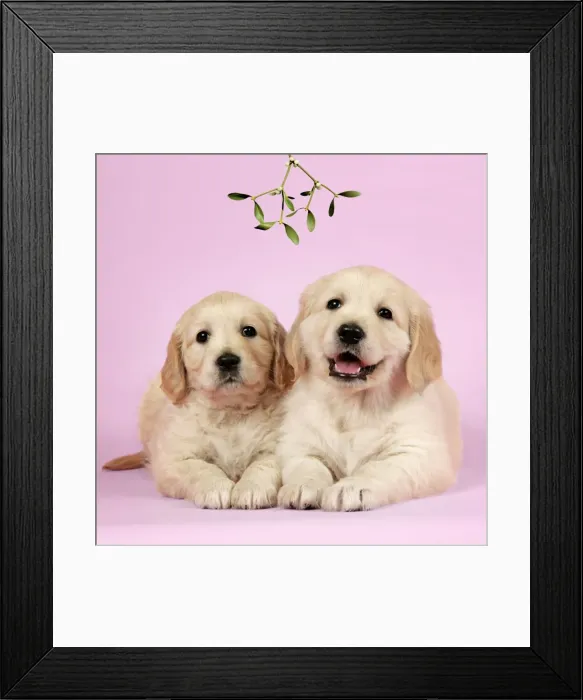 Framed Print : Dog. Golden Retriever puppies (6 weeks) lying down together under mistletoe Framed Print : Dog. Golden Retriever puppies (6 weeks) lying down together under mistletoe