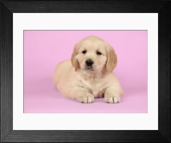 Framed Print : Dog. Golden Retriever puppy (6 weeks) lying down Framed Print : Dog. Golden Retriever puppy (6 weeks) lying down