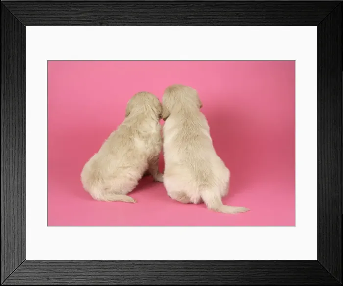 Framed Print : Dog. Golden Retriever puppies (6 weeks) rear view Framed Print : Dog. Golden Retriever puppies (6 weeks) rear view