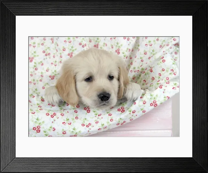 Framed Print : Dog. Golden Retriever puppy (6 weeks) with paws over floral cloth