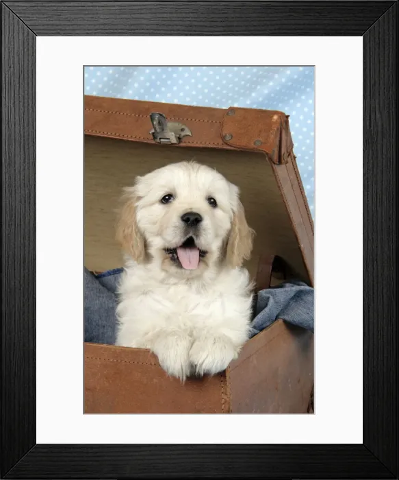 Framed Print : Dog. Golden Retriever puppy (6 weeks) in brown case Framed Print : Dog. Golden Retriever puppy (6 weeks) in brown case