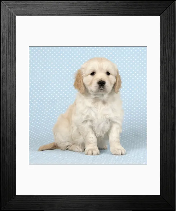 Framed Print : Dog. Golden Retriever puppy (6 weeks) sitting down Framed Print : Dog. Golden Retriever puppy (6 weeks) sitting down