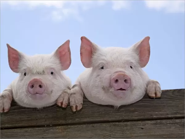 PIGS. Piglets looking over door