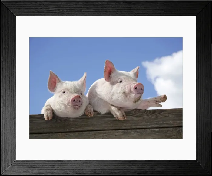 Framed Print : PIGS. Piglets looking over door Framed Print : PIGS. Piglets looking over door