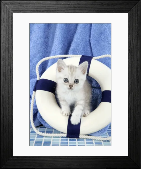 Framed Print : Cat. Asian. Chocolate classic tabby kittens (8 weeks) sitting in life buoy Framed Print : Cat. Asian. Chocolate classic tabby kittens (8 weeks) sitting in life buoy