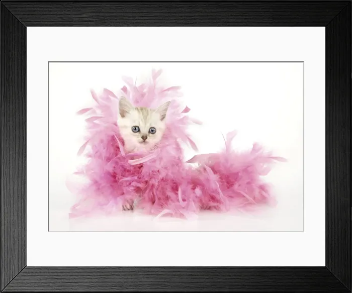 Framed Print : Cat. Asian. Chocolate classic tabby kitten (8 weeks) with feather boa Digital Manipulation Framed Print : Cat. Asian. Chocolate classic tabby kitten (8 weeks) with feather boa Digital Manipulation