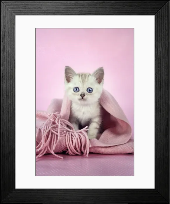 Framed Print : Cat. Asian. Chocolate classic tabby kitten (8 weeks) on pink scarf Digital Manipulation Framed Print : Cat. Asian. Chocolate classic tabby kitten (8 weeks) on pink scarf Digital Manipulation
