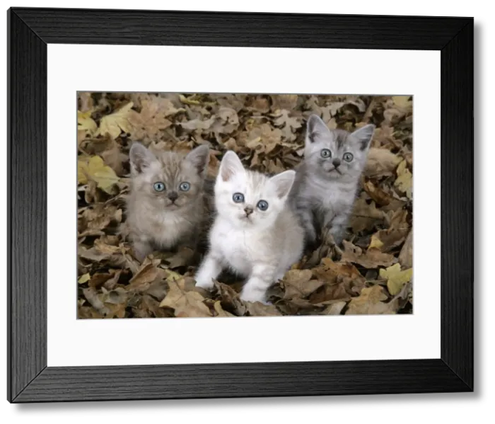 Framed Print : Cat. Asian. Brown classic tabby smoke, Chocolate classic tabby and Black Smoke kittens (8 weeks) amongst autumn leaves Framed Print : Cat. Asian. Brown classic tabby smoke, Chocolate classic tabby and Black Smoke kittens (8 weeks) amongst autumn leaves