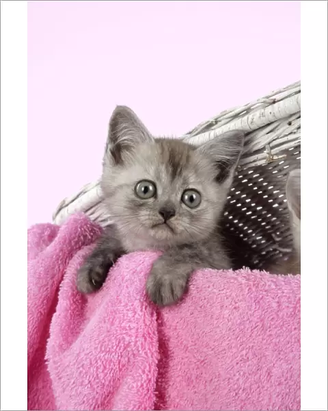 Cat. Asian. Black smoke kitten (8 weeks) in wicker laundry basket