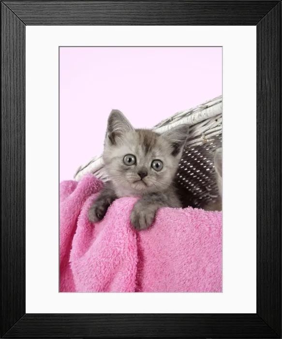 Framed Print : Cat. Asian. Black smoke kitten (8 weeks) in wicker laundry basket Framed Print : Cat. Asian. Black smoke kitten (8 weeks) in wicker laundry basket