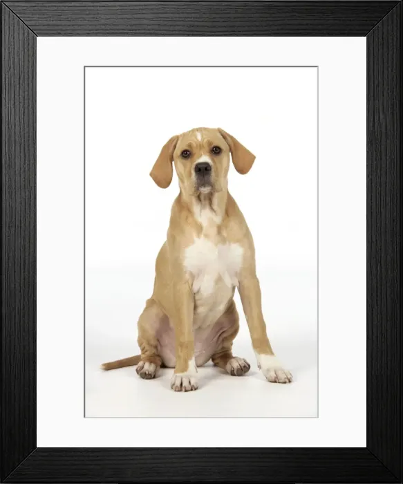 Framed Print : Dog. Perdiguero Portugese (Portugese Pointer) puppy (10 weeks old)