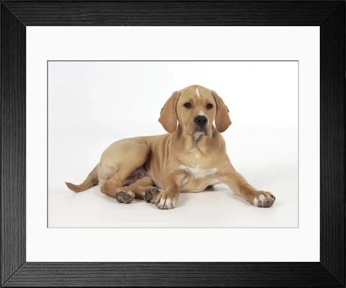 Framed Print : Dog. Perdiguero Portugese (Portugese Pointer) puppy (10 weeks old)