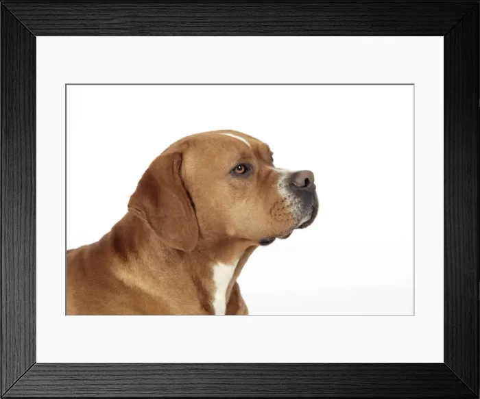 Framed Print : Dog. Perdiguero Portugese (Portugese Pointer) Framed Print : Dog. Perdiguero Portugese (Portugese Pointer)