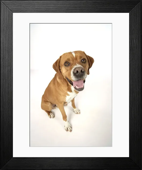 Framed Print : Dog. Perdiguero Portugese (Portugese Pointer) sitting down Framed Print : Dog. Perdiguero Portugese (Portugese Pointer) sitting down