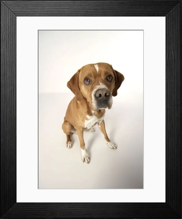 Framed Print : Dog. Perdiguero Portugese (Portugese Pointer) sitting down