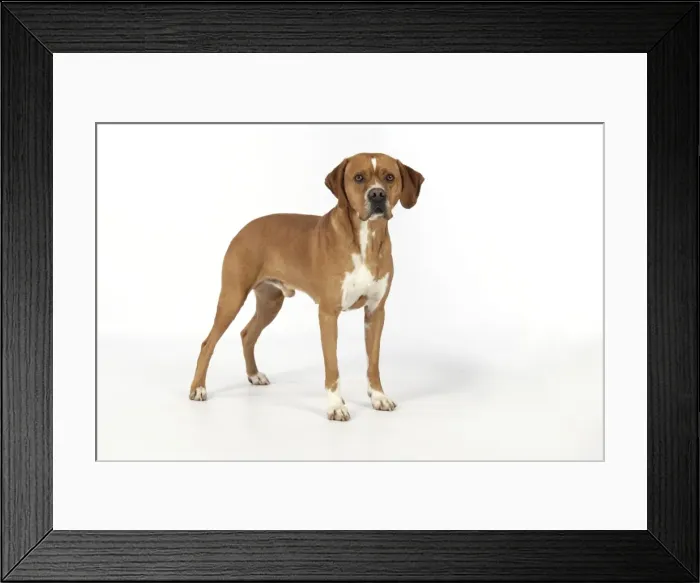 Framed Print : Dog. Perdiguero Portugese (Portugese Pointer) Framed Print : Dog. Perdiguero Portugese (Portugese Pointer)