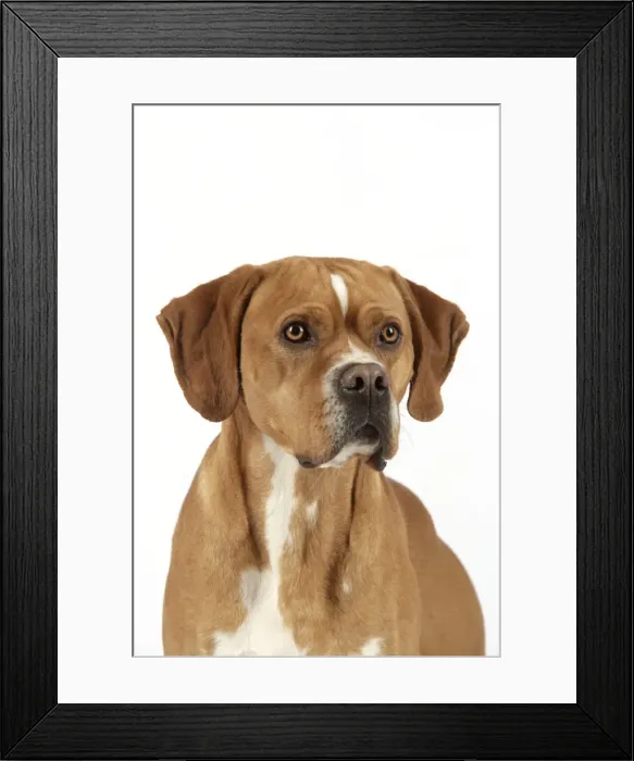 Framed Print : Dog. Perdiguero Portugese (Portugese Pointer) Framed Print : Dog. Perdiguero Portugese (Portugese Pointer)