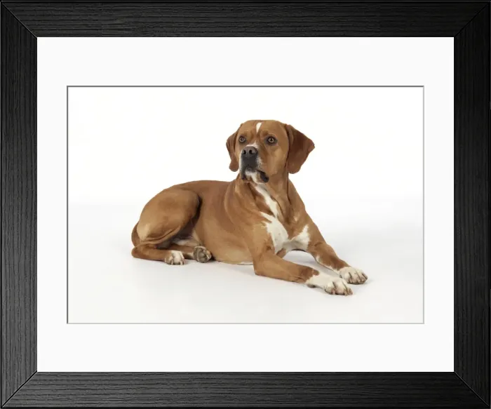 Framed Print : Dog. Perdiguero Portugese (Portugese Pointer) laying down